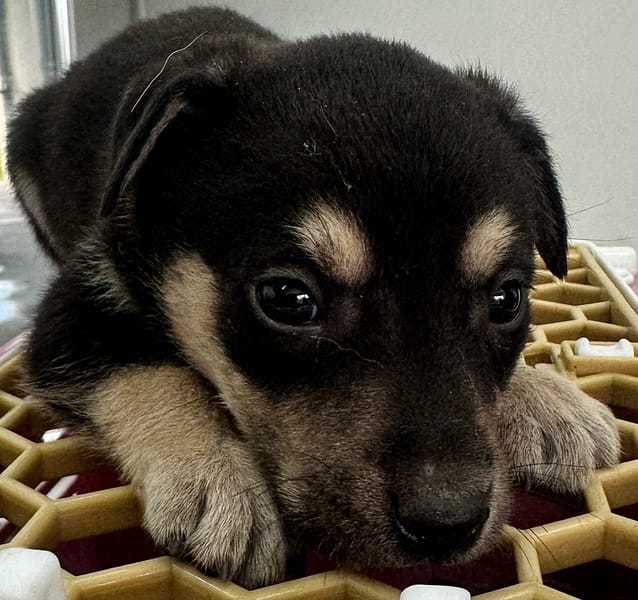 【待認養】混種犬 狗 (男生) - 花蓮縣狗貓躍動園區