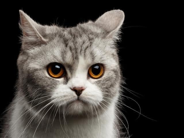 柏宜斯寵物國際有限公司