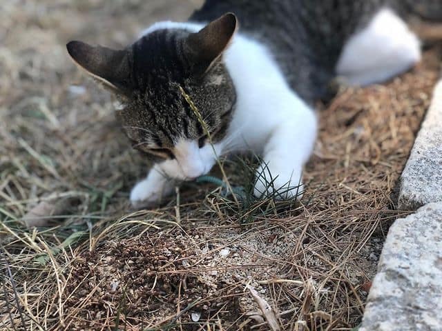 香郊遊寵物美容