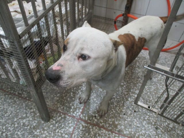 【待認養】比特犬 狗 (男生) - 高雄市壽山動物保護教育園區