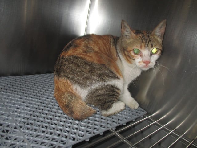 【待認養】混種貓 貓 (女生) - 桃園市動物保護教育園區