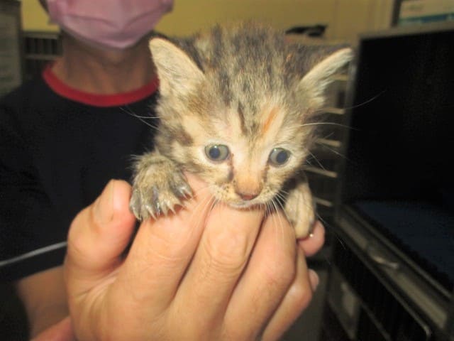 【待認養】混種貓 貓 (男生) - 桃園市動物保護教育園區