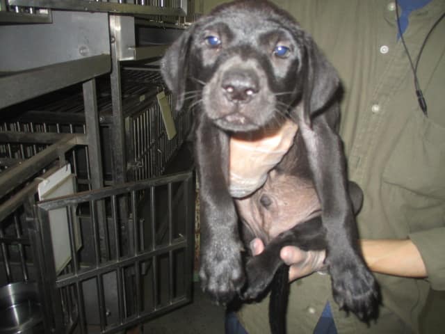 【待認養】混種犬 狗 (男生) - 桃園市動物保護教育園區