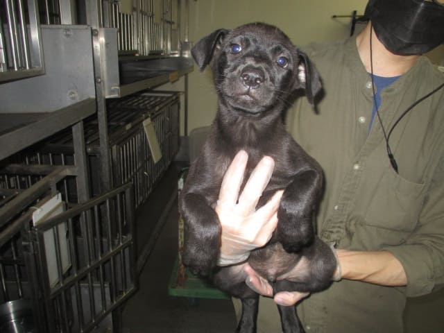 【待認養】混種犬 狗 (男生) - 桃園市動物保護教育園區