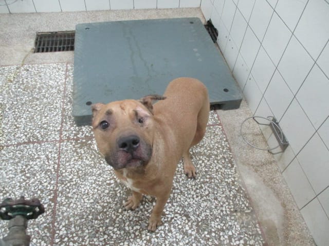 【待認養】比特犬 狗 (男生) - 高雄市壽山動物保護教育園區