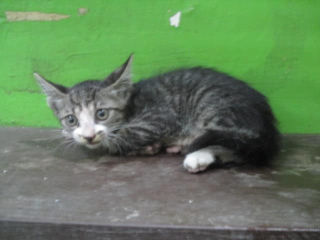 【待認養】混種貓 貓 (女生) - 高雄市壽山動物保護教育園區