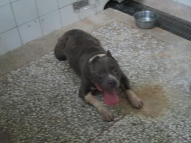 【待認養】比特犬 狗 (男生) - 高雄市壽山動物保護教育園區