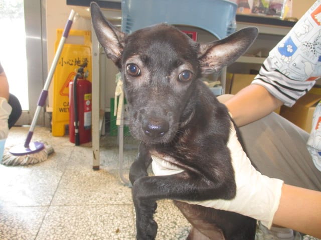 【待認養】混種犬 狗 (女生) - 桃園市動物保護教育園區