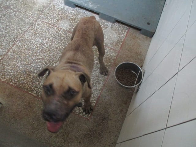 【待認養】比特犬 狗 (男生) - 高雄市壽山動物保護教育園區