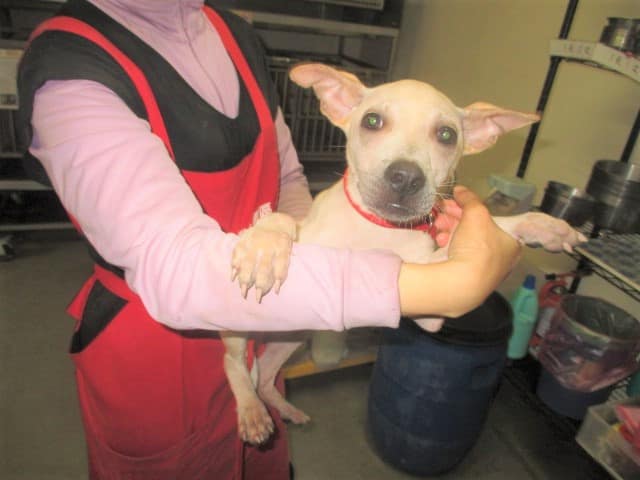 【待認養】混種犬 狗 (男生) - 桃園市動物保護教育園區