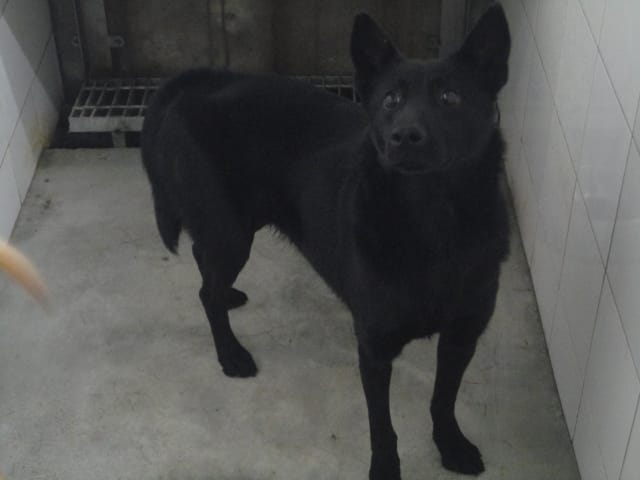 【待認養】混種犬 狗 (女生) - 新北市中和區公立動物之家