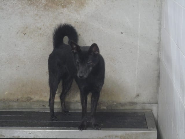 【待認養】混種犬 狗 (女生) - 新北市中和區公立動物之家