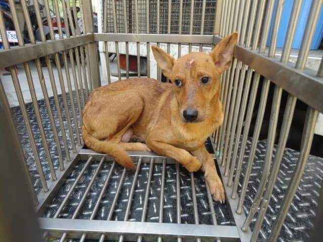 【待認養】混種犬 狗 (女生) - 新北市中和區公立動物之家