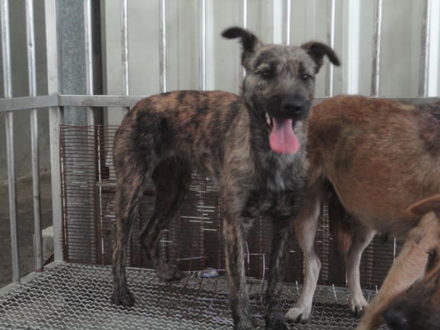 【待認養】混種犬 狗 (女生) - 新北市中和區公立動物之家