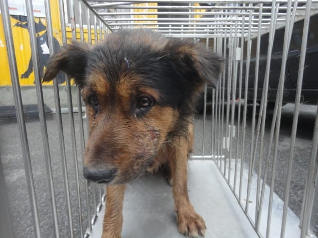 【待認養】混種犬 狗 (男生) - 新北市中和區公立動物之家