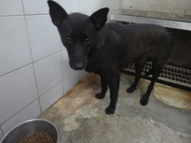 【待認養】混種犬 狗 (男生) - 新北市中和區公立動物之家