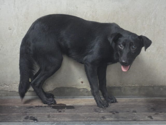 【待認養】混種犬 狗 (女生) - 新北市中和區公立動物之家