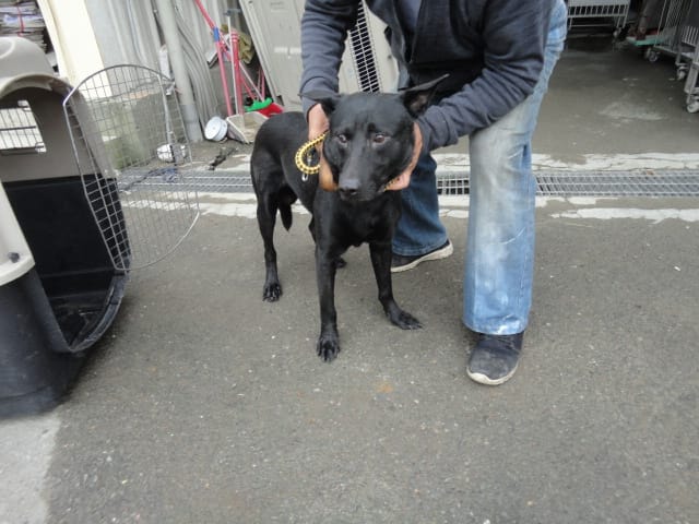 【待認養】混種犬 狗 (男生) - 新北市中和區公立動物之家