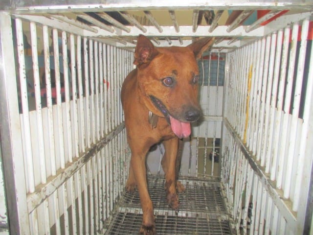 【待認養】混種犬 狗 (男生) - 桃園市動物保護教育園區