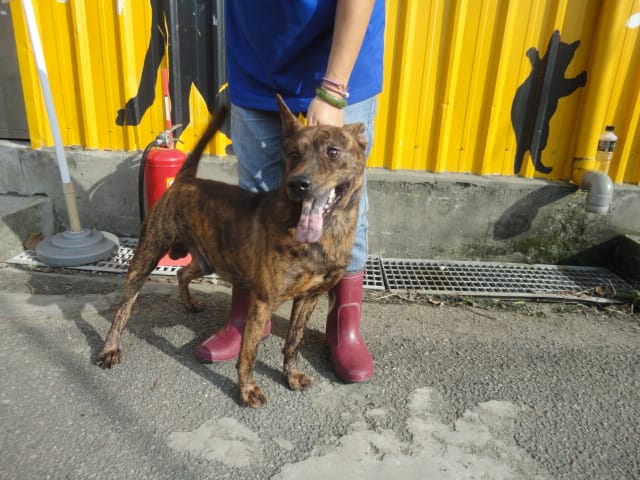 【待認養】混種犬 狗 (男生) - 新北市中和區公立動物之家