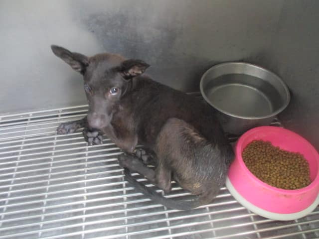 【待認養】混種犬 狗 (男生) - 高雄市壽山動物保護教育園區