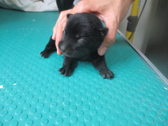 【待認養】混種犬 狗 (女生) - 高雄市壽山動物保護教育園區