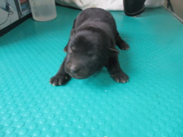 【待認養】混種犬 狗 (男生) - 高雄市壽山動物保護教育園區