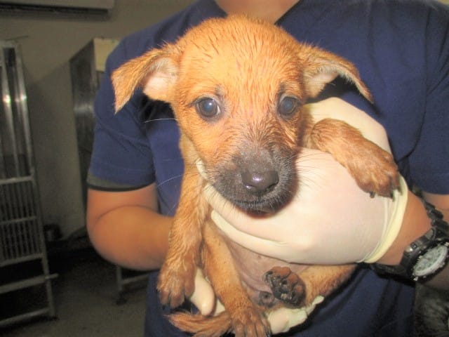 【待認養】混種犬 狗 (男生) - 桃園市動物保護教育園區