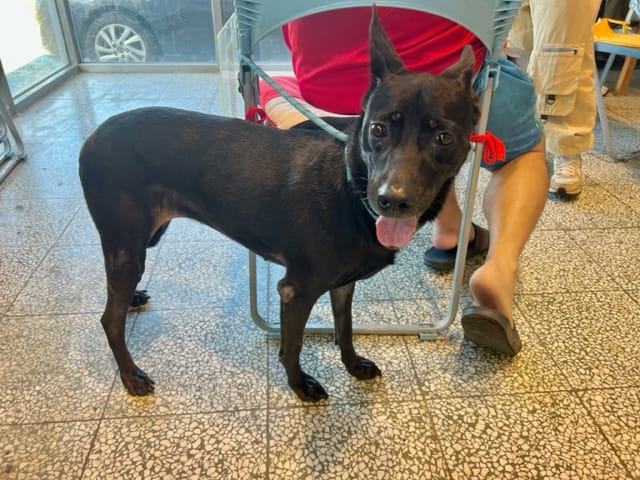 【待認養】混種犬 狗 (女生) - 桃園市動物保護教育園區