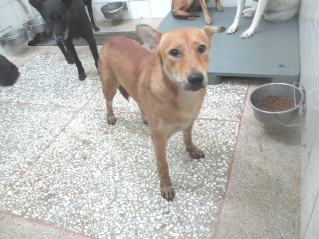 【待認養】混種犬 狗 (女生) - 高雄市壽山動物保護教育園區