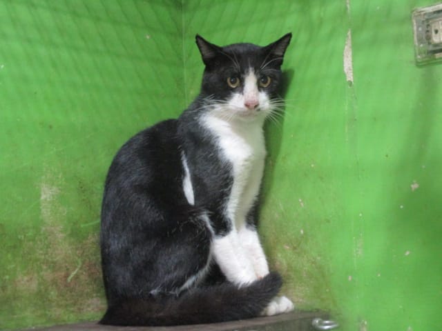 【待認養】混種貓 貓 (男生) - 高雄市壽山動物保護教育園區