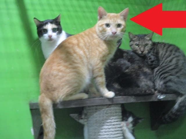 【待認養】混種貓 貓 (男生) - 高雄市壽山動物保護教育園區