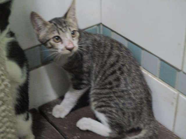 【待認養】混種貓 貓 (男生) - 高雄市壽山動物保護教育園區