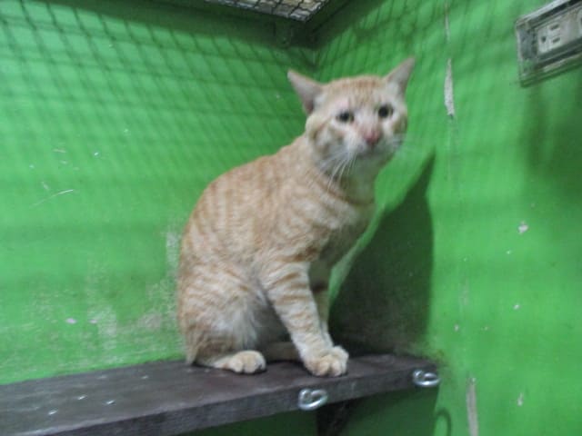 【待認養】混種貓 貓 (男生) - 高雄市壽山動物保護教育園區