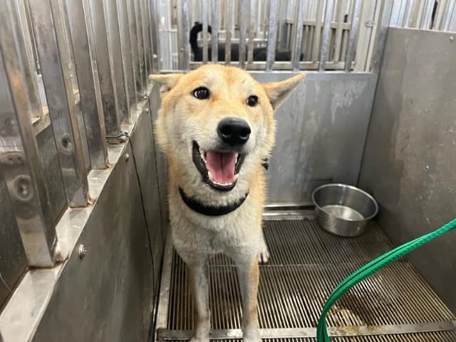 【待認養】柴犬 狗 (男生) - 桃園市動物保護教育園區