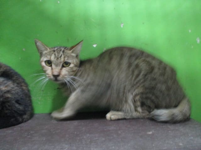 【待認養】混種貓 貓 (女生) - 高雄市壽山動物保護教育園區