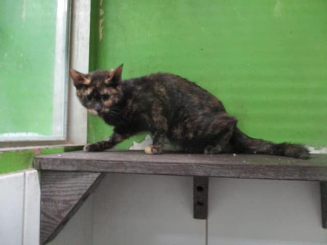 【待認養】混種貓 貓 (女生) - 高雄市壽山動物保護教育園區