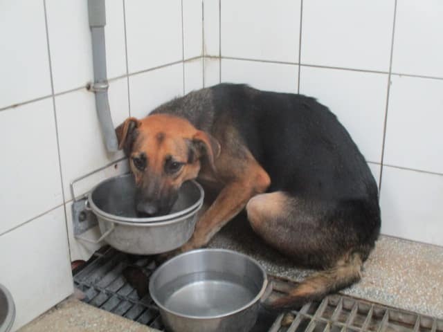 【待認養】混種犬 狗 (男生) - 高雄市壽山動物保護教育園區