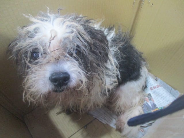 【待認養】混種犬 狗 (男生) - 高雄市壽山動物保護教育園區