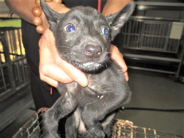 【待認養】混種犬 狗 (男生) - 桃園市動物保護教育園區