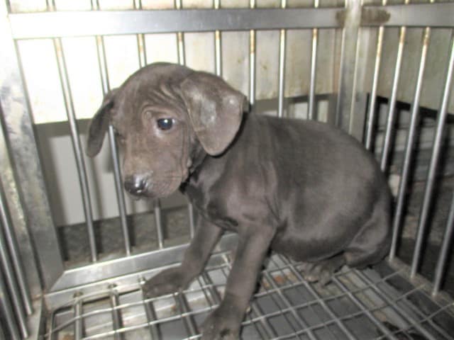 【待認養】混種犬 狗 (男生) - 桃園市動物保護教育園區