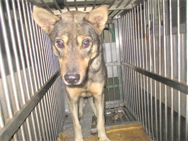 【待認養】混種犬 狗 (男生) - 桃園市動物保護教育園區