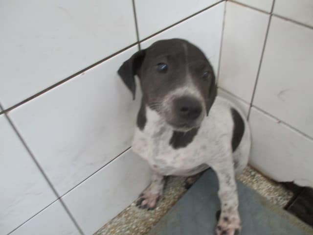 【待認養】混種犬 狗 (男生) - 高雄市壽山動物保護教育園區