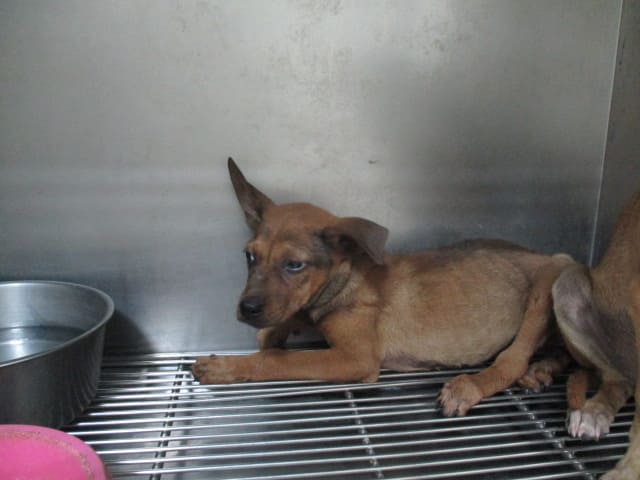 【待認養】混種犬 狗 (女生) - 高雄市壽山動物保護教育園區