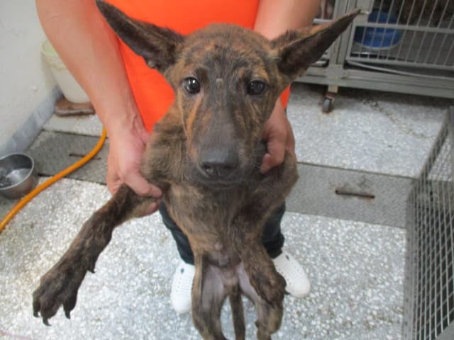 【待認養】混種犬 狗 (男生) - 高雄市壽山動物保護教育園區