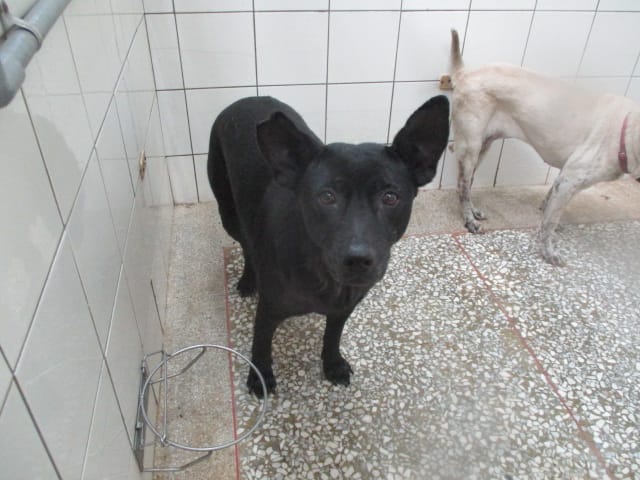 【待認養】混種犬 狗 (女生) - 高雄市壽山動物保護教育園區