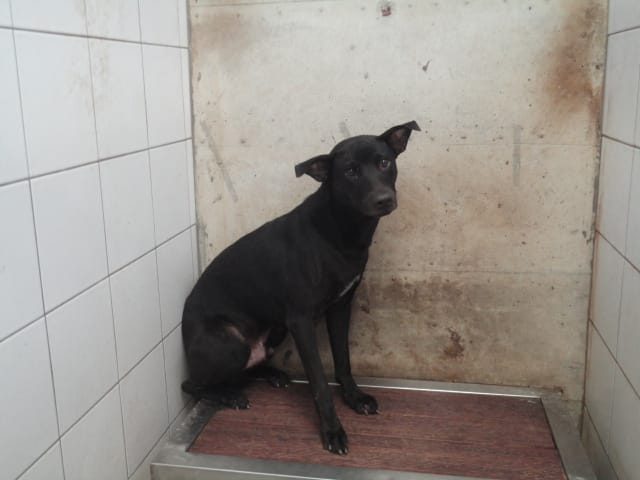 【待認養】混種犬 狗 (男生) - 新北市中和區公立動物之家