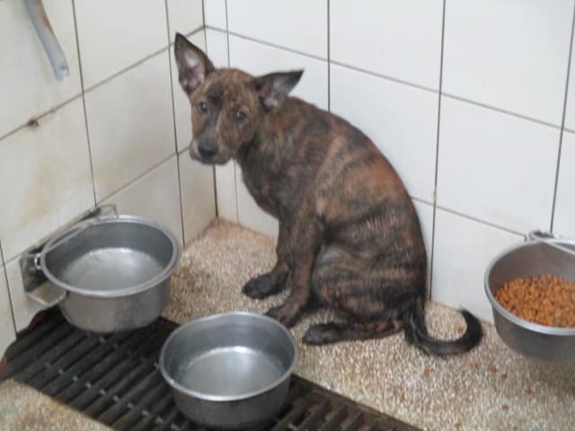 【待認養】混種犬 狗 (男生) - 高雄市壽山動物保護教育園區