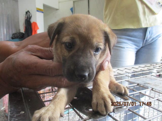 【待認養】混種犬 狗 (女生) - 高雄市壽山動物保護教育園區