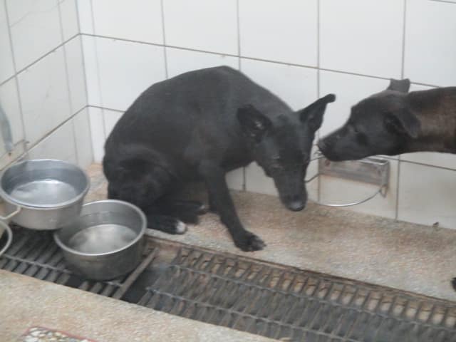 【待認養】混種犬 狗 (女生) - 高雄市壽山動物保護教育園區